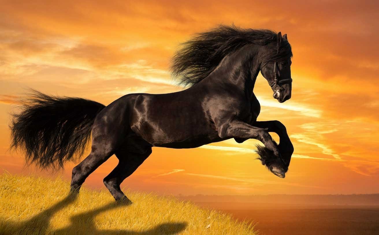 Quadro decorativo cavalo para decorar seu lar